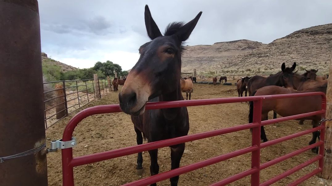 Mountain Biking & Horses in Desert
